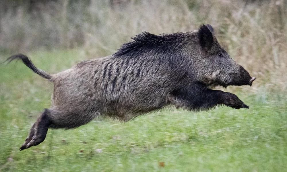 Πανικός! Αγριογούρουνο κολύμπησε στην Βαλτική και επιτέθηκε σε λουόμενους